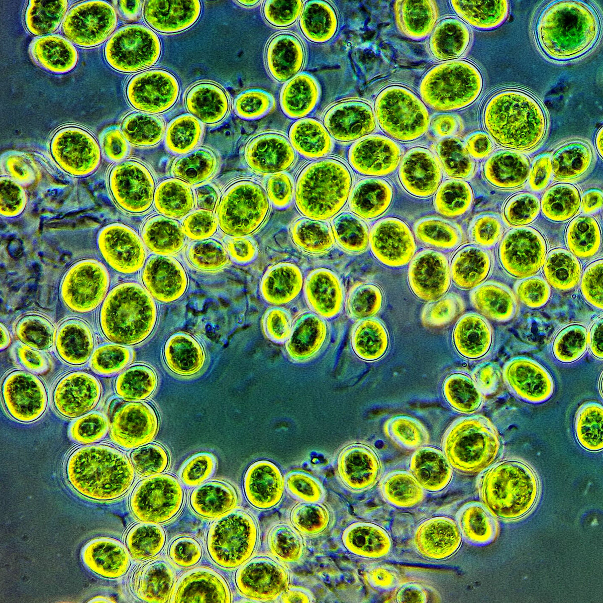 BxRx - Cellular Scintillations, Vol. 2 (Cover)